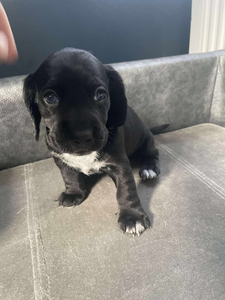 image for Docker puppies