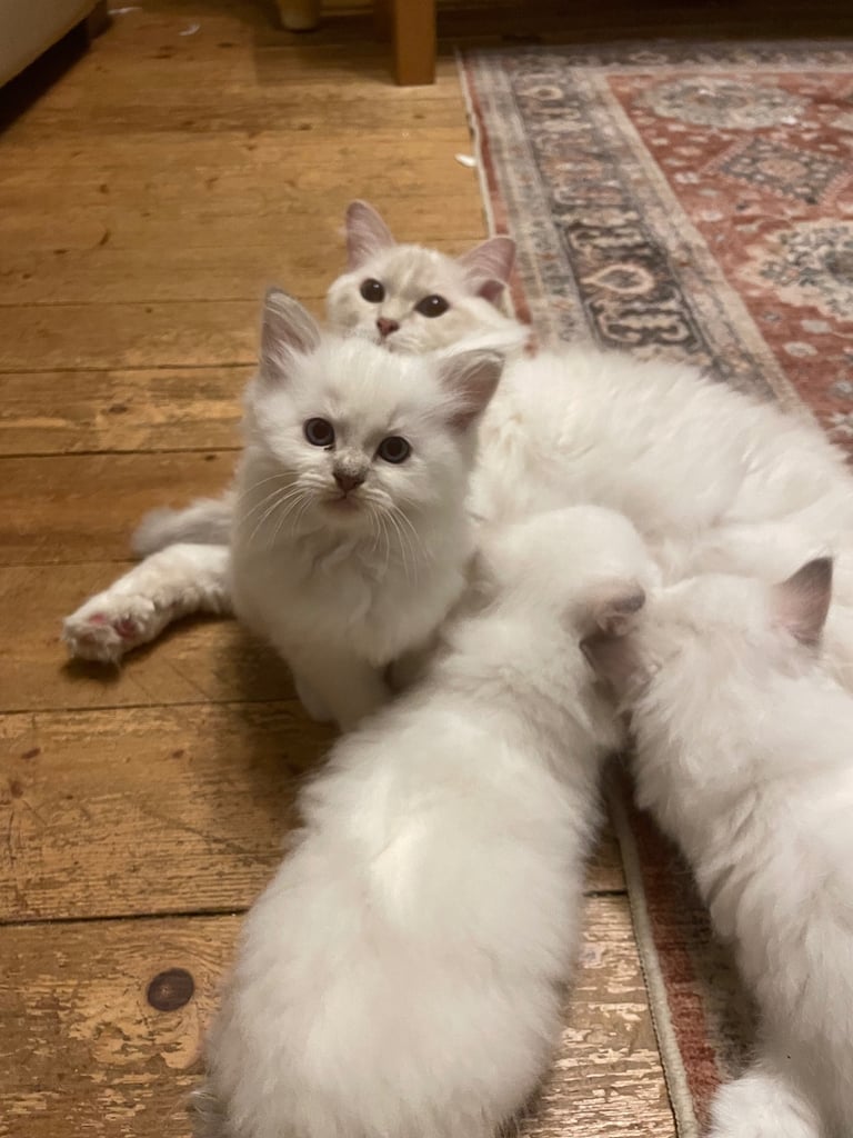 Ragdoll kittens for sale 4 boys left 