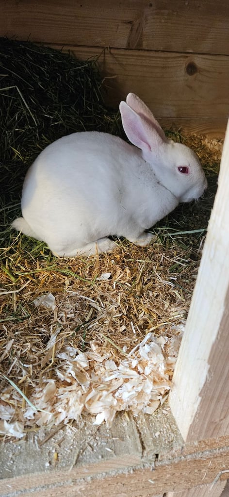 Mini rex boys