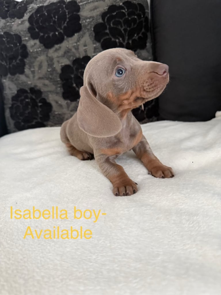 Miniature Dachshund puppies