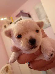 Chorkie girl puppy for sale 