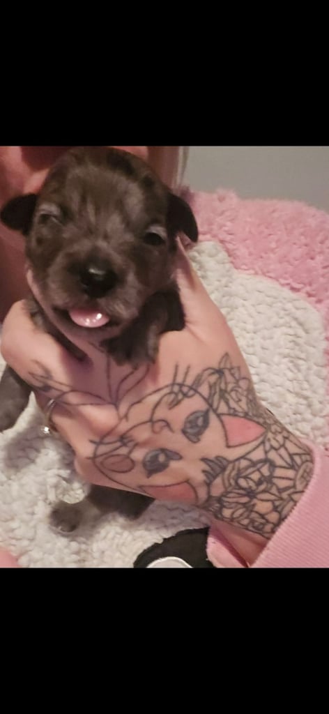 1 time miniature pomapoos 