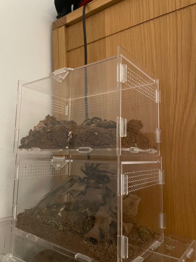 4 Critter/Tarantula enclosures All enclosures together for £30