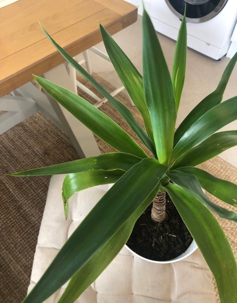 image for Yucca Plant homegrown 