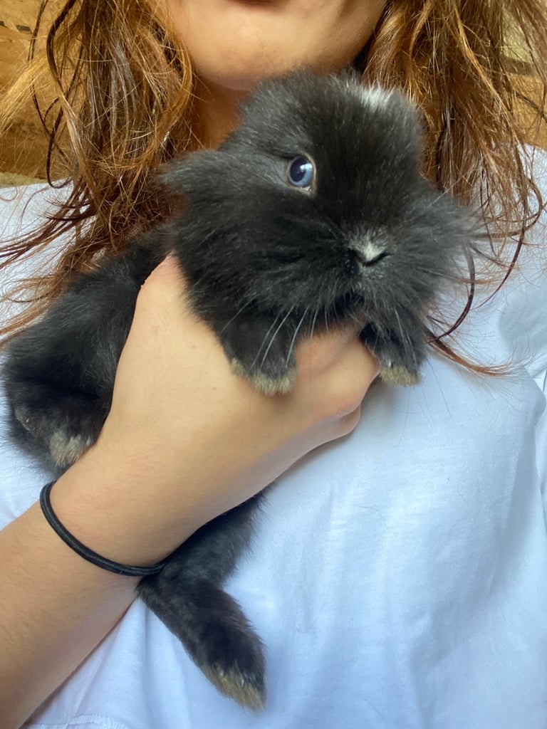The lion head cross lop