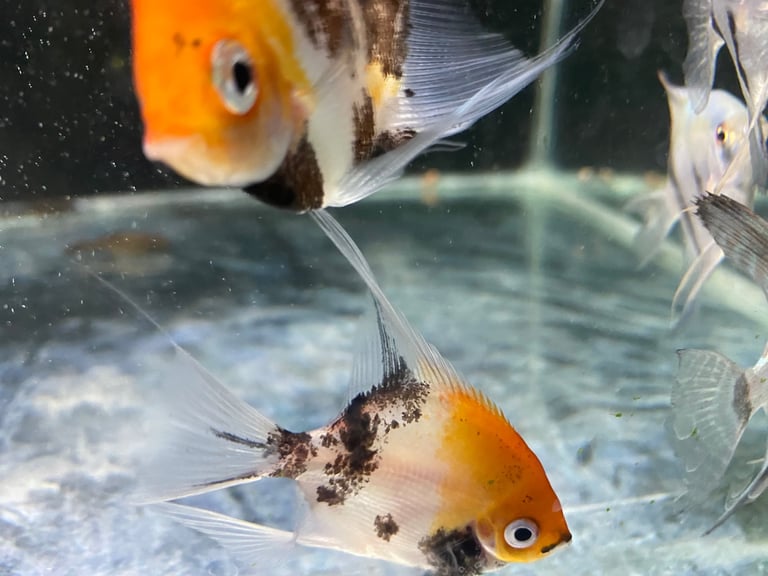 Angel fish