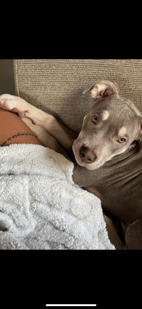 Beautiful staffy x American bully 