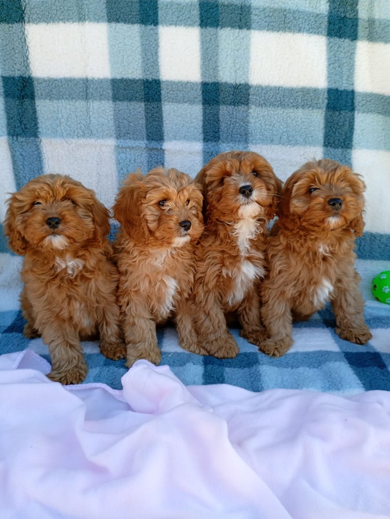 Cute cavapoo girls