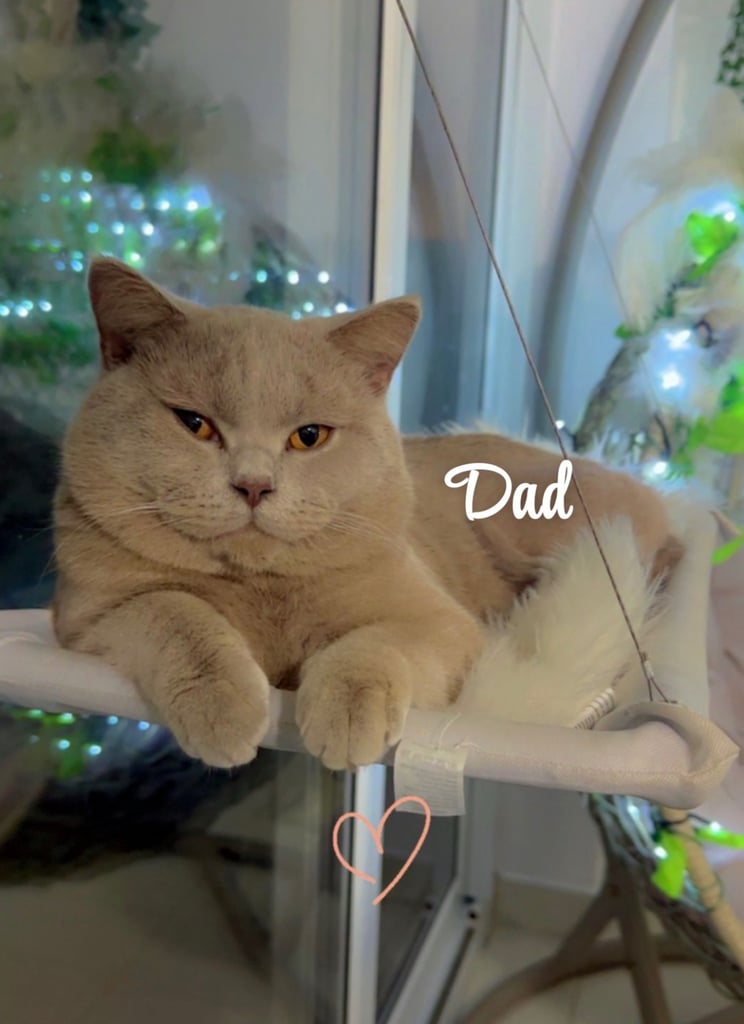 ✨Adorable British shorthair kittens ready to leave!✨