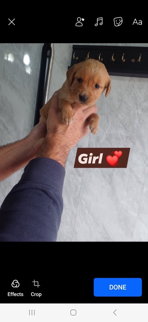 golden retriever READY TO LEAVE NOW