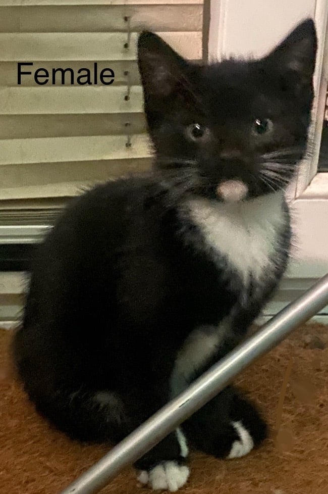 image for Kittens For Sale