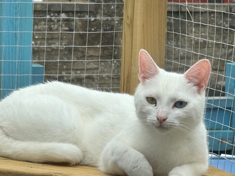 Pair of bonded white cats 
