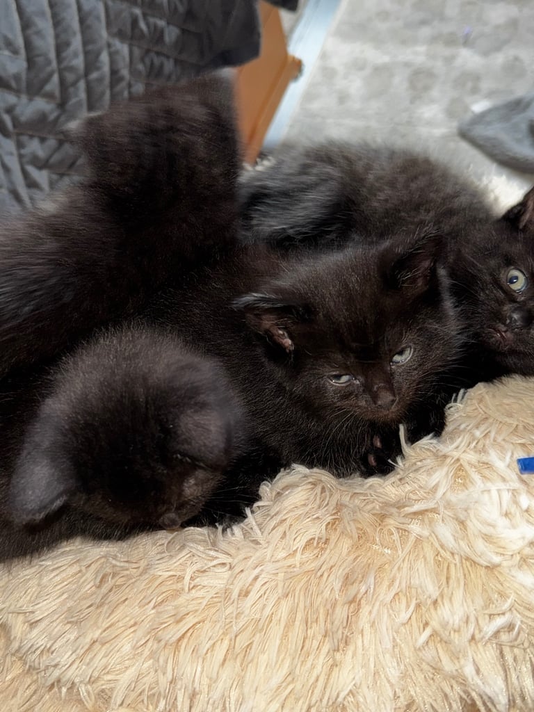 Black cats 