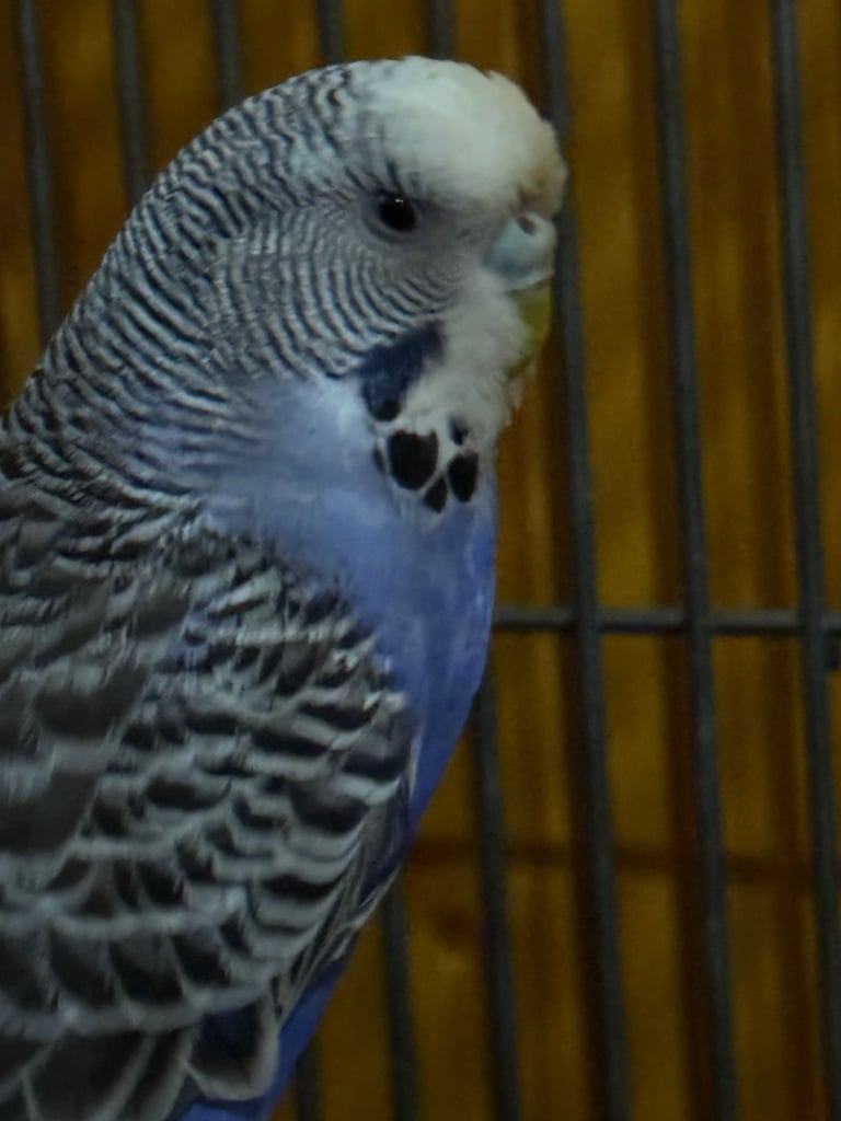 image for Beautiful Budgie with Cage 