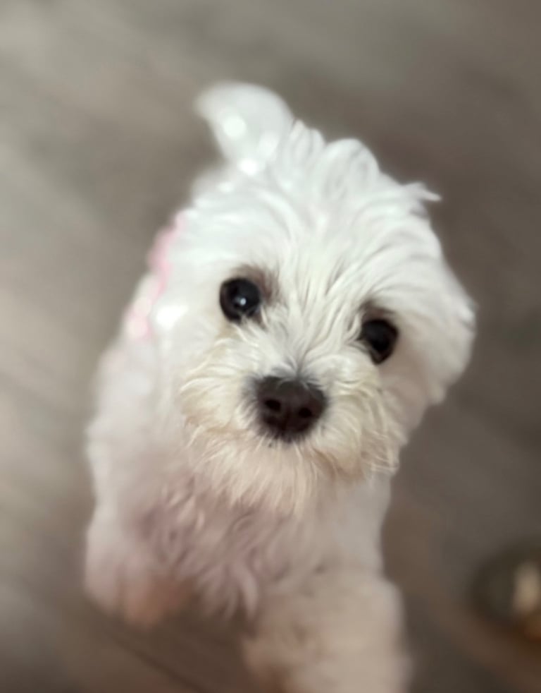Maltese 