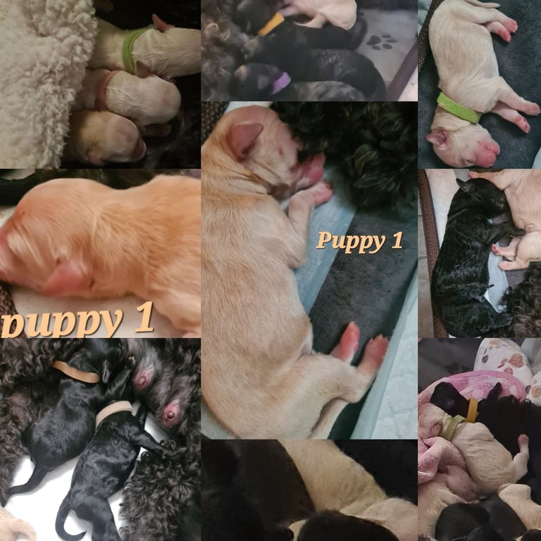 Mini F2 Labradoodles DOB 7/10/25