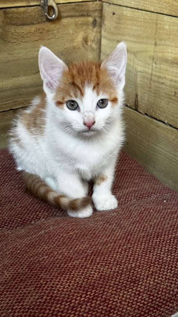 3 beautiful kittens, ready to leave now. 