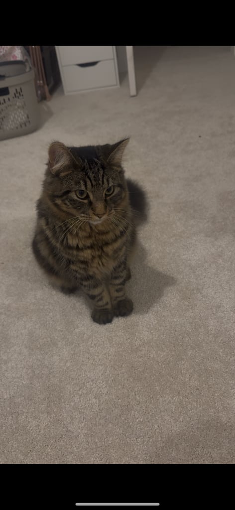 Male & Female cat 