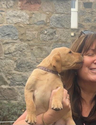 Yellow girl Labrador pup for sale