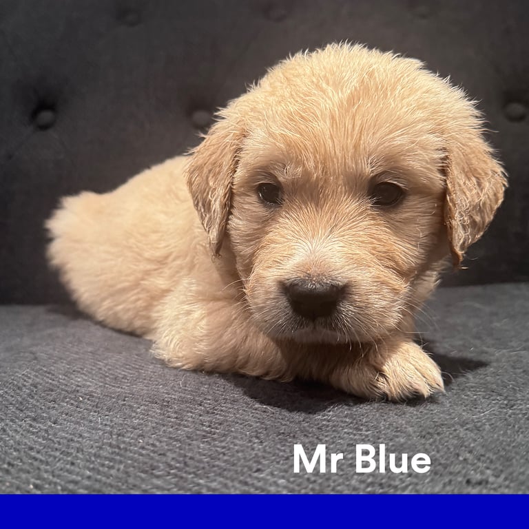 Purebred Golden Retriever Puppies