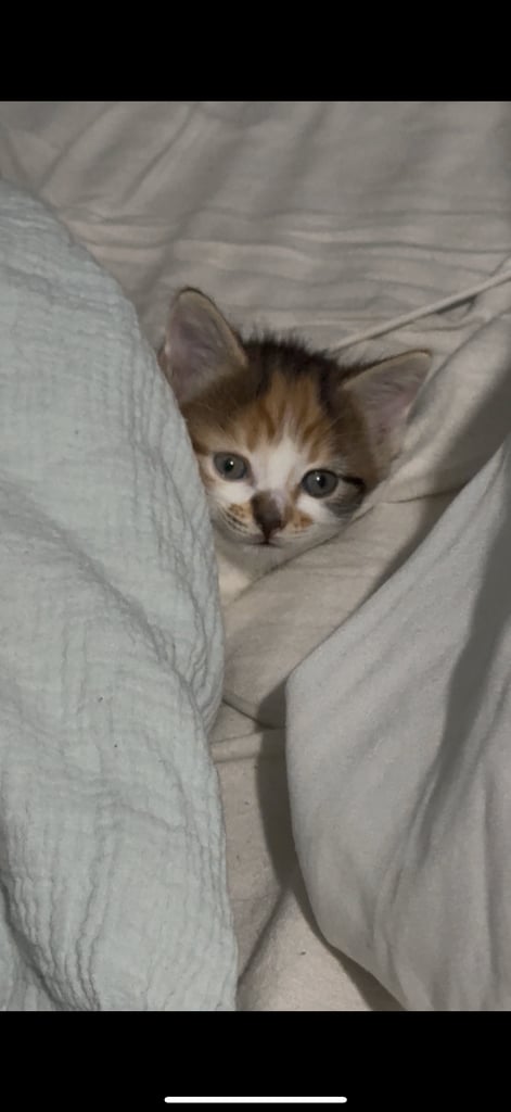 Kitten for sale! 