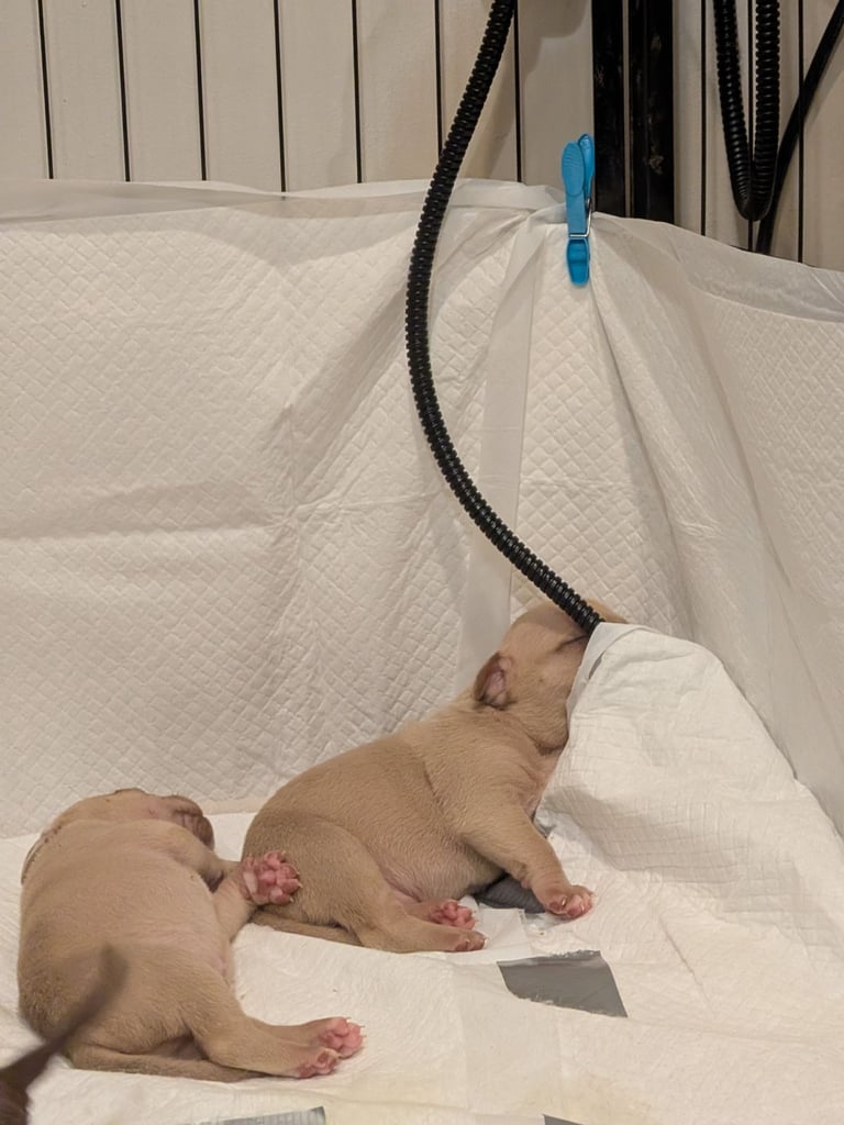 Staffy X pocket bully puppies