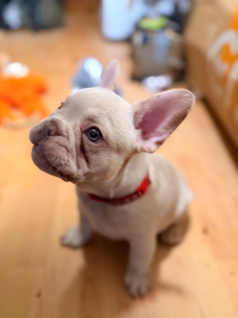 Beautiful White Frenchies READY NOW