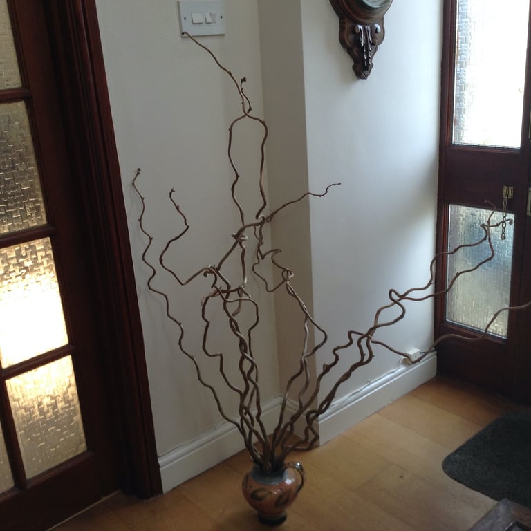 image for Corylas curly hazel branches