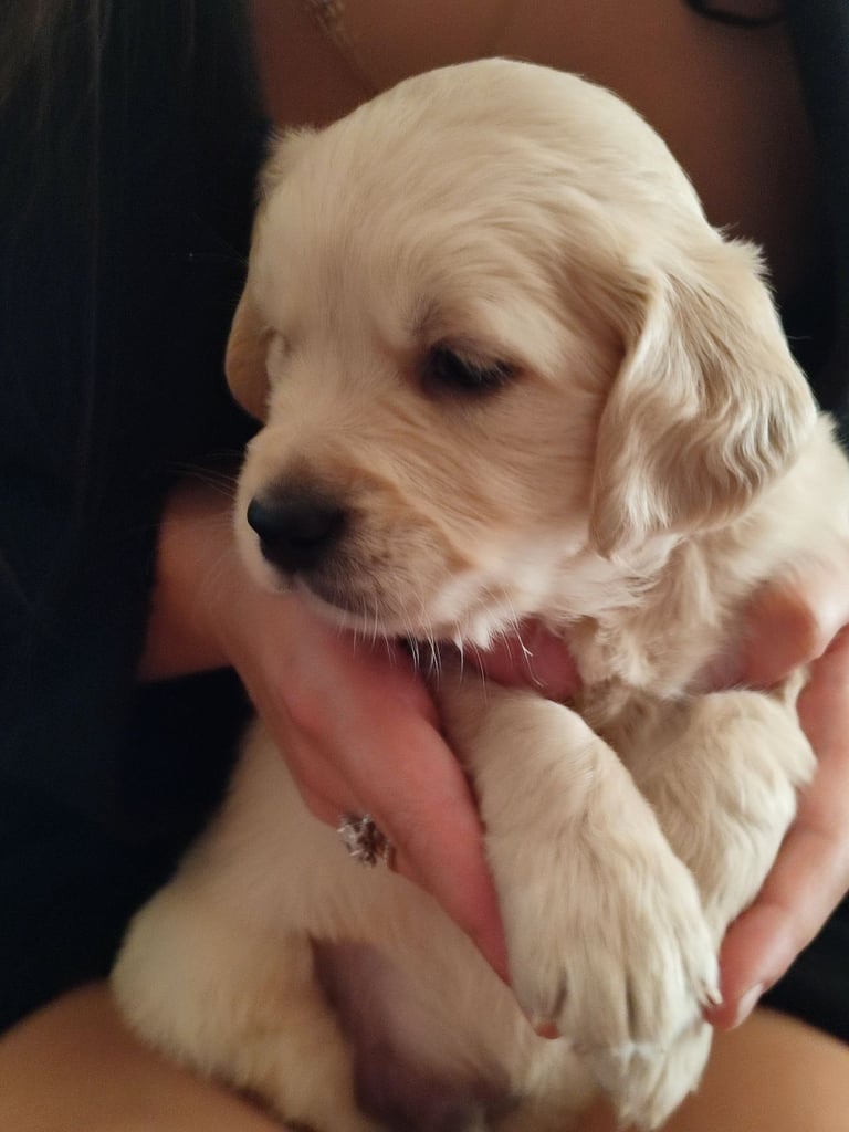 Beautiful Golden retriever puppies 