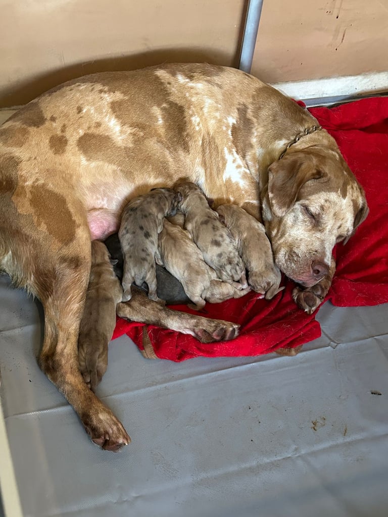 Mastiff X Pups For Sale