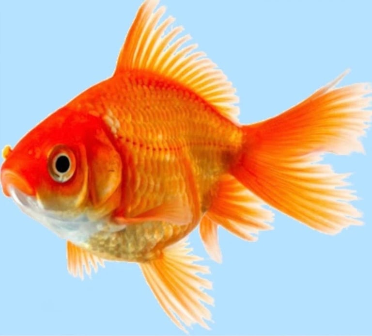 image for Cold water fish WANTED