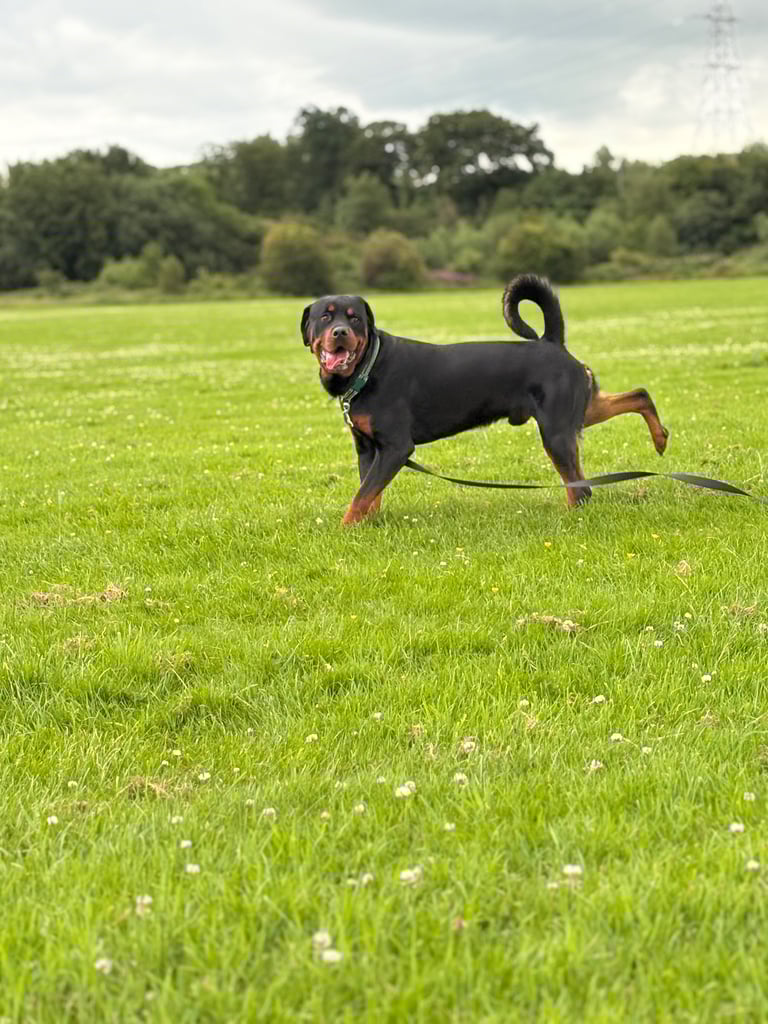 2yr old Rottwieler 