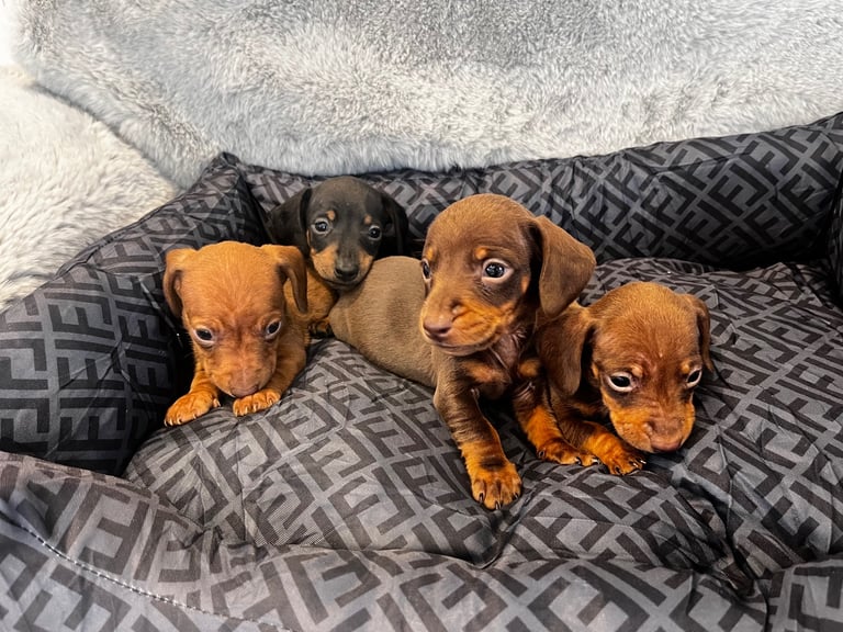 Miniature dachshund