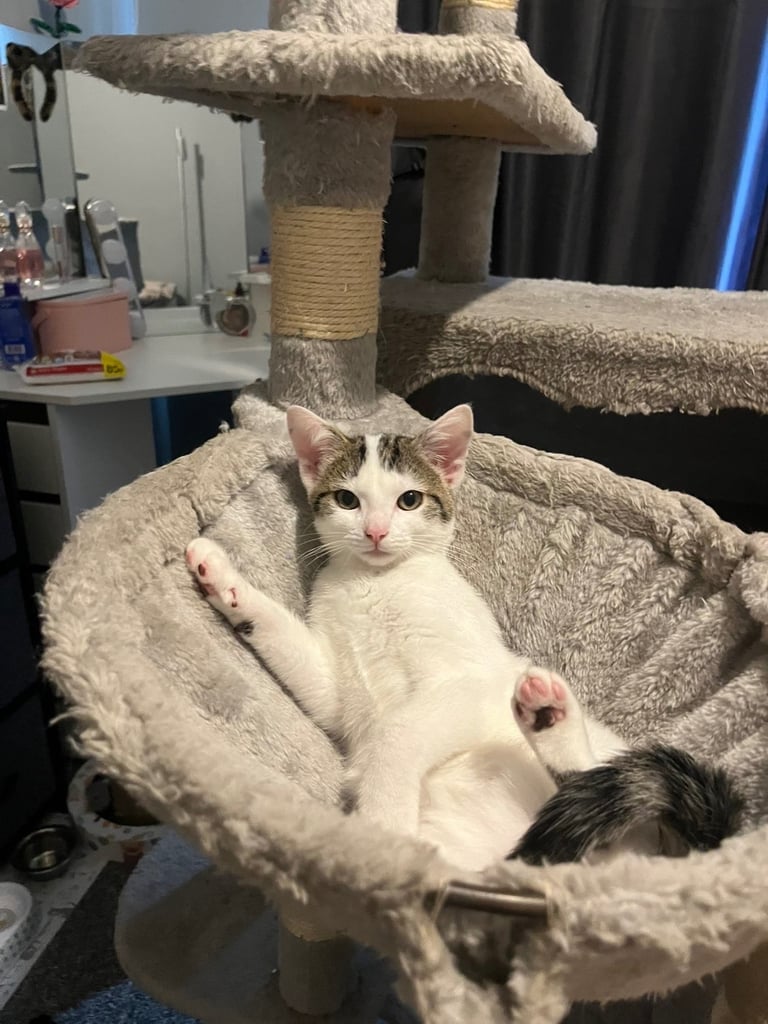 2 kittens 