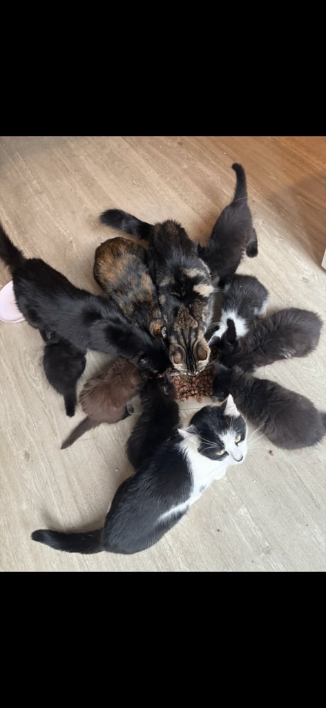 Kittens for sale Ready now. 4 black fluffy (long hair) and black/white  males still available 