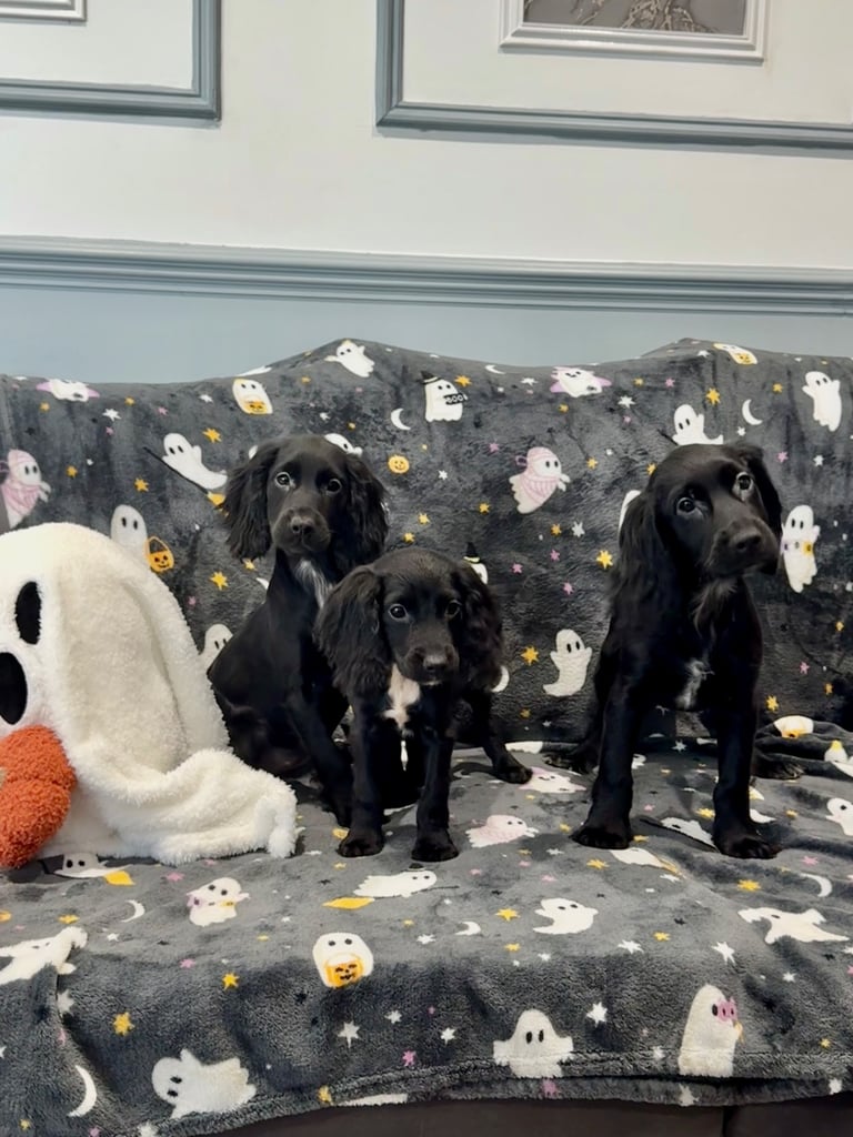 image for **3 Black female Cocker spaniel puppies** 
