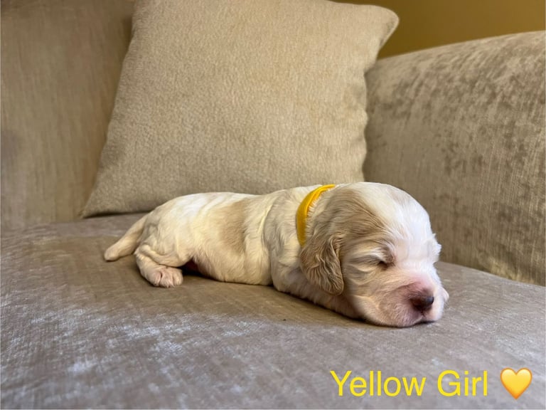 ✨ Show Cocker Spaniel Puppies For Sale ✨