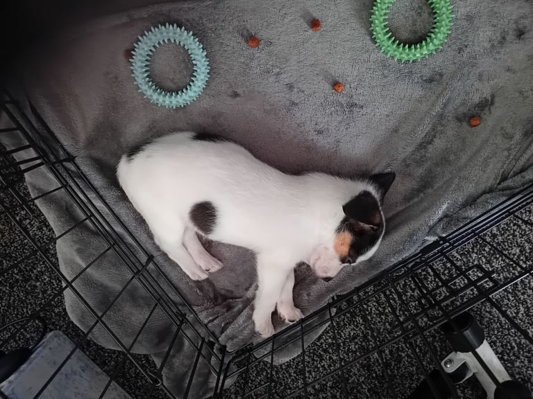 Jack Russell x Collie Puppies