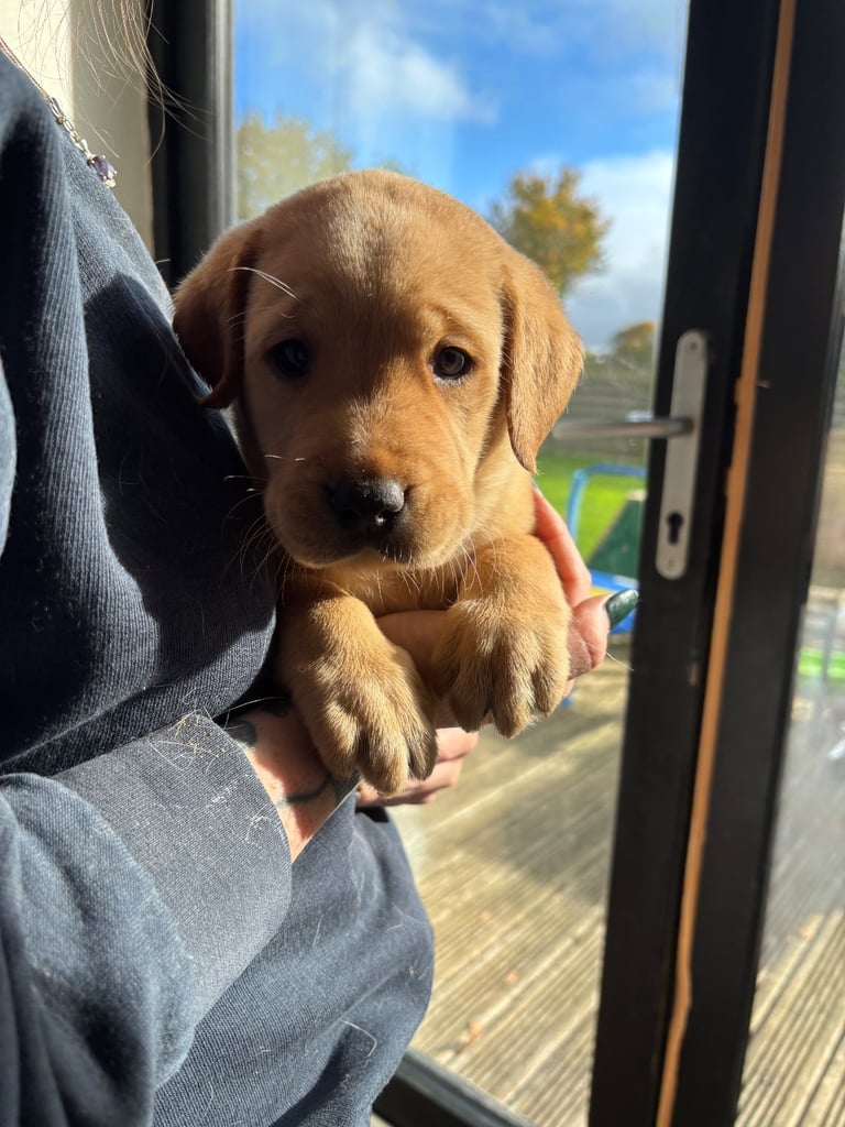 Beautiful Labrador puppies