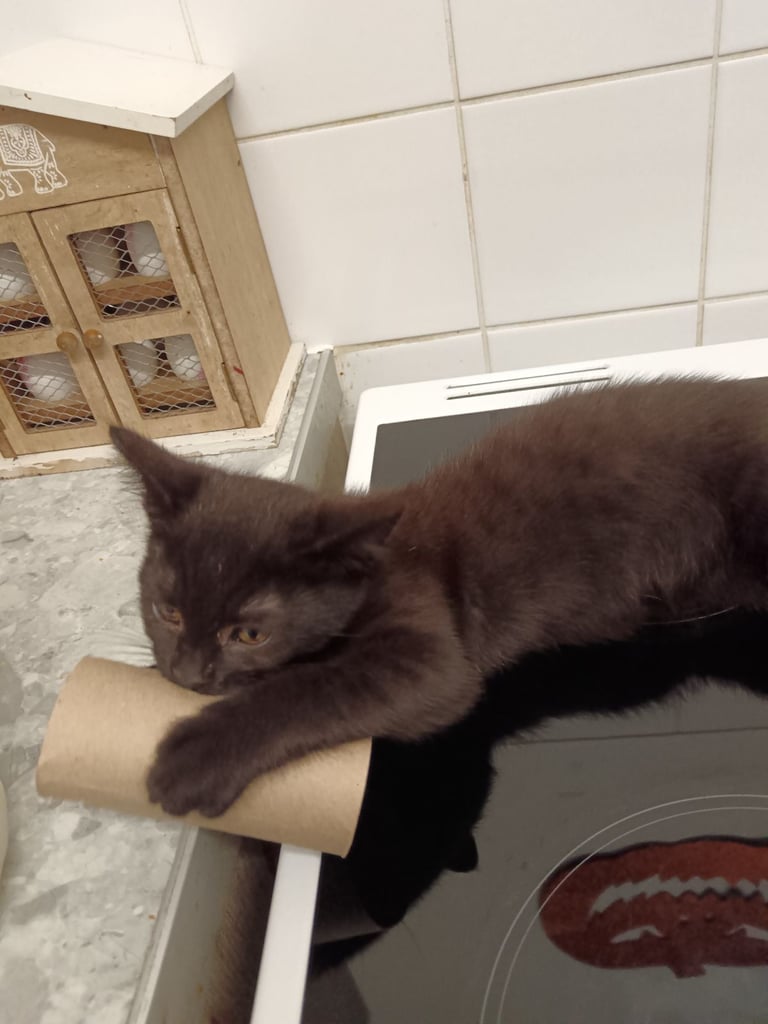 URGENT need homes 15weeks ready to go