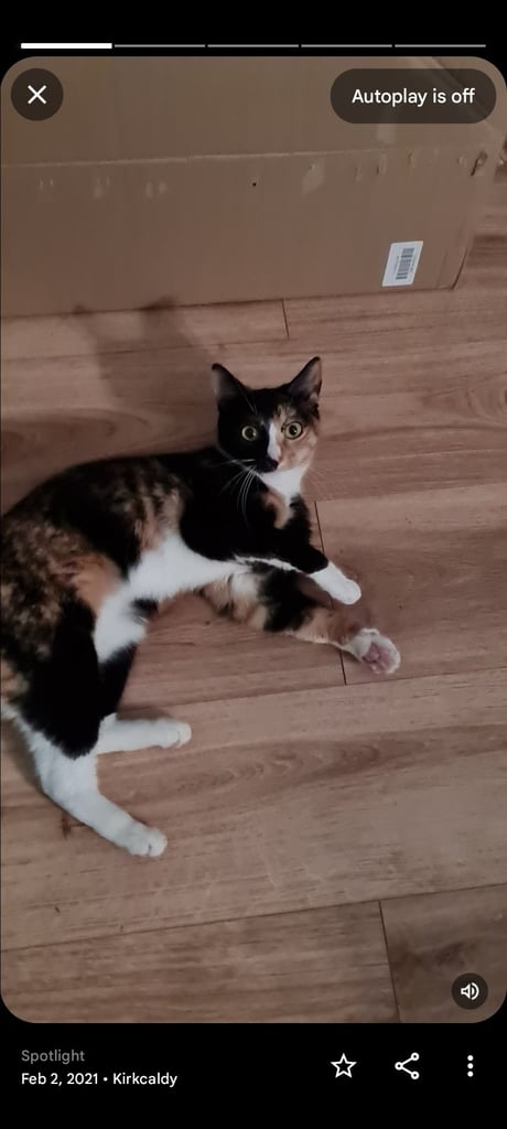 Female torti tabbie