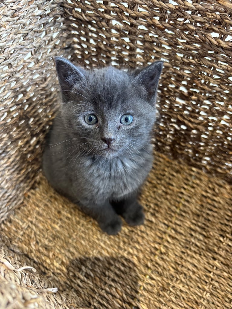 Fluffy kittens 