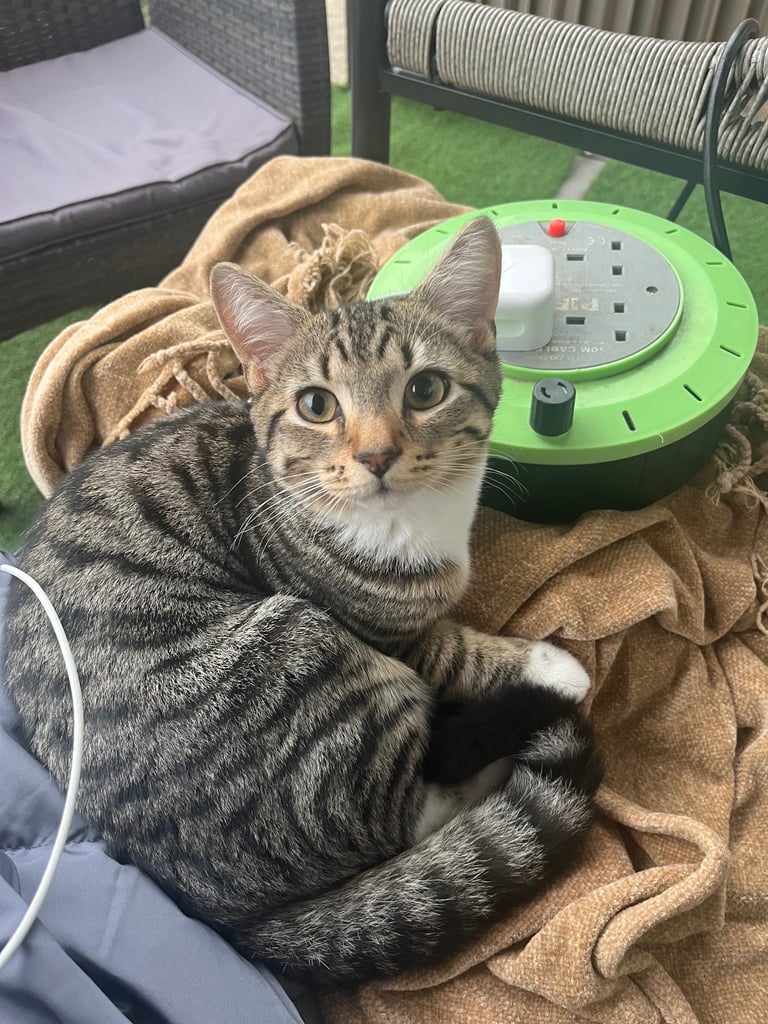 image for Make kitten