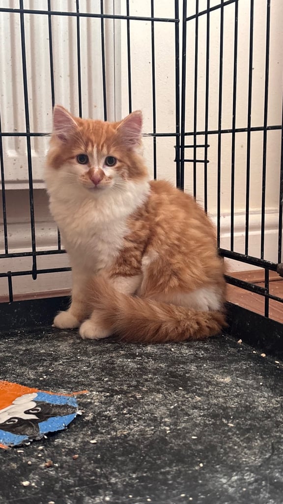 Kittens for sale