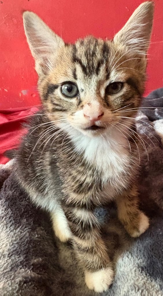image for Kittens 