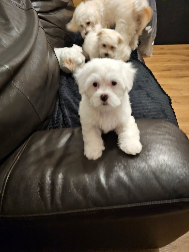 Bichon Maltese
