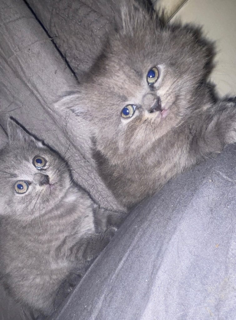 HALF BRITISH SHORTHAIR & HALF MAINECOON