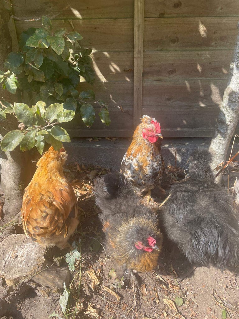 Bantam Cockerel - Ready for his Forever Home!  - Collection from Ferndown, Dorset