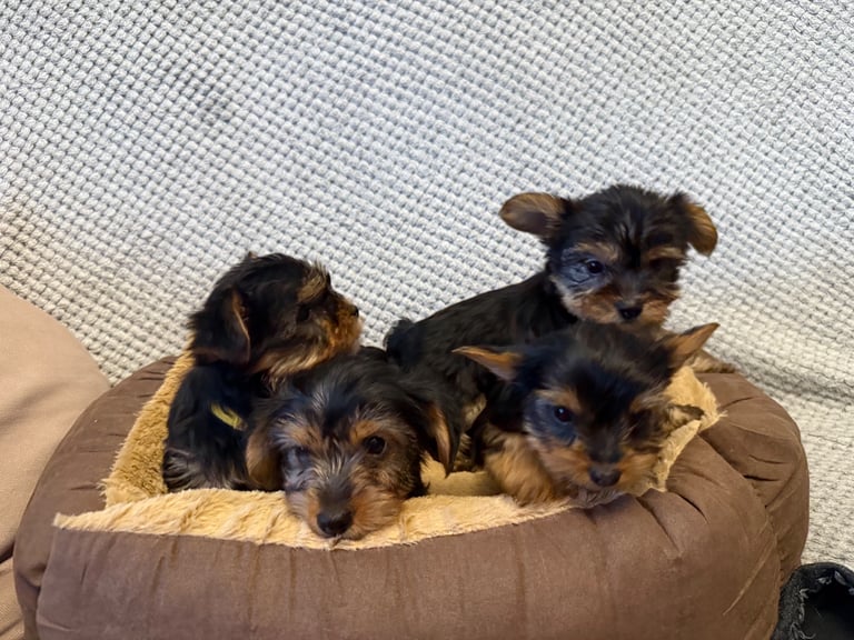 Stunning Yorkshire Terriers for sale