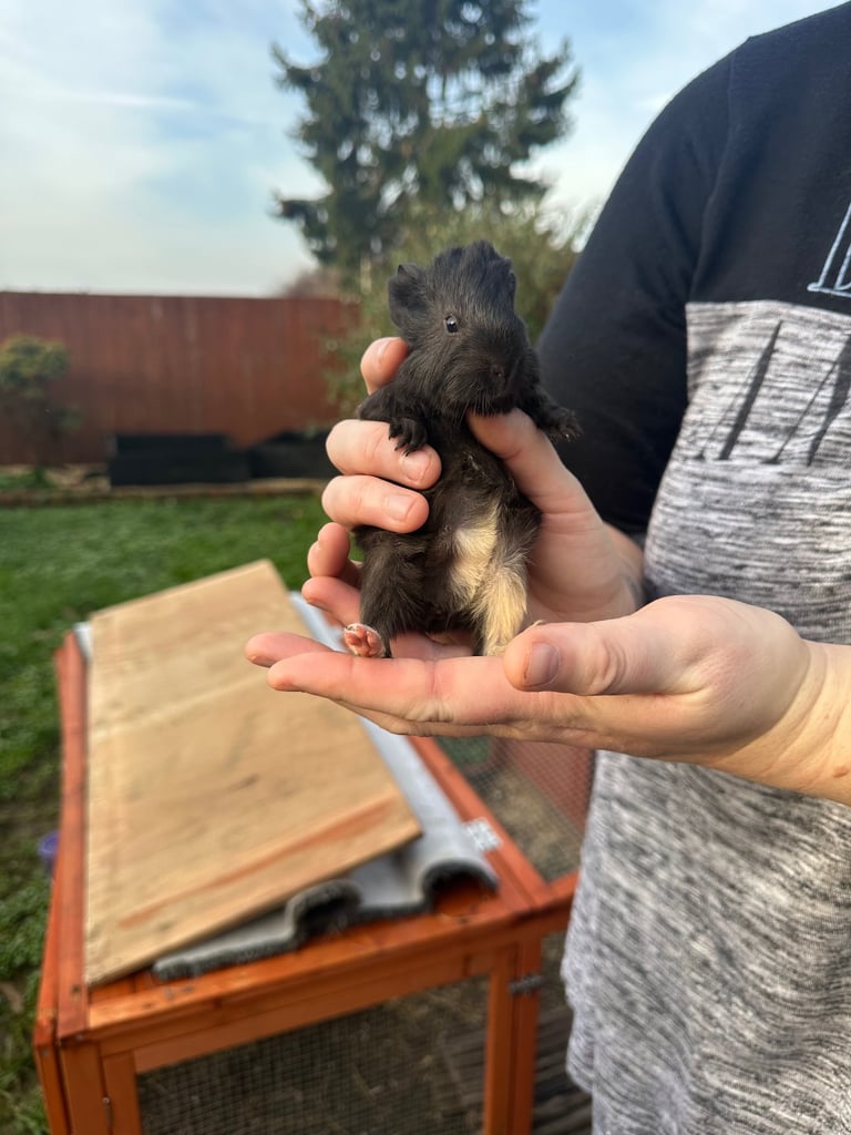 Male guinea pig babies 